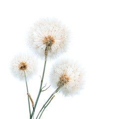 Obraz premium Fluffy dandelion cluster against black (1)