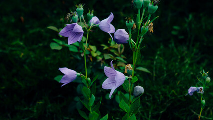 spring flowers in the garden