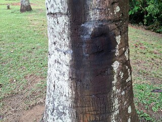 Large broken palm tree trunk