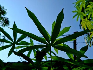 Cassava leaves Lush trees with a clear sky background