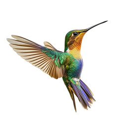 Fototapeta premium Hummingbird flying and drinking nectar from a flower, isolated on transparent background.