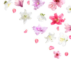 Beautiful flowers and petals falling against white background