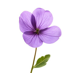Obraz premium Purple Wildflower isolated on a transparent background.