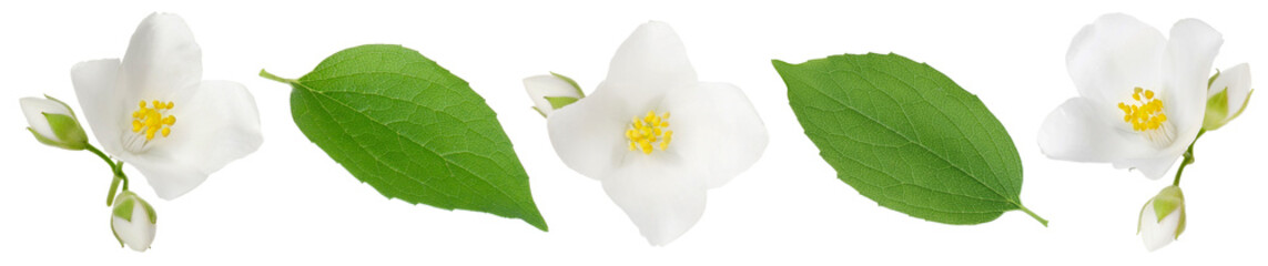 Obraz premium Fragrant jasmine flowers and leaves isolated on white, set