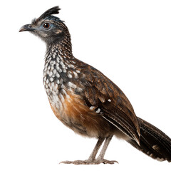 Fototapeta premium Profile of a speckled bird
