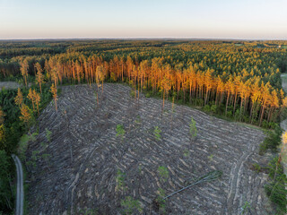Deforested Forested Area with Evening Sunlight Illuminating Pine Trees. Drone