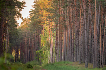Pine Wood Forest. Sunset Light in Background. Forest in Lithuania, Europe.