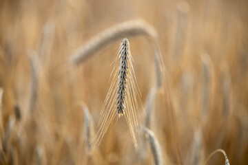 Zboże dojrzałe w promienicach słońca. Żniwa.  © FotoDax