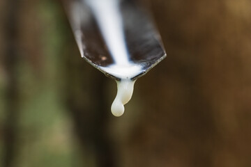 Rubber plantation after harvest in southern Thailand.Milky latex extracted from rubber trees.Hevea...