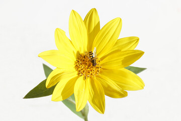 Male hoverfly, Syrphus on a small yellow common sunflower (Helianthus annuus). White background. Summer, August, Netherlands