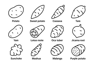 Variety of root vegetables illustration with names and outlines