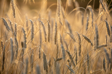 Fototapeta premium Zboże dojrzałe w promienicach słońca. Żniwa. 