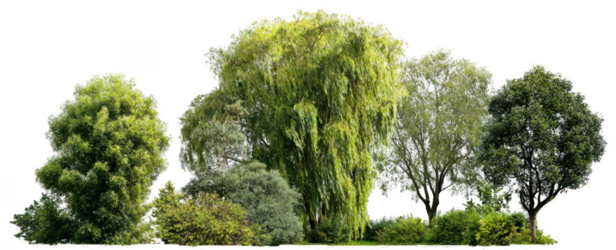 various types of trees and shrubs, isolated on a white background, png, transparent