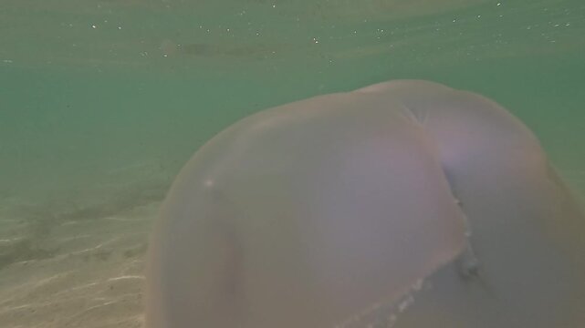 Medusas swims underwater. Beautiful jellyfishes swims submerged