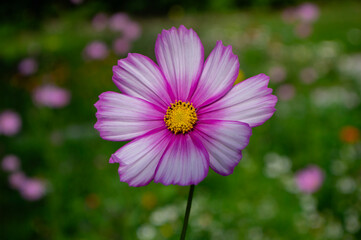 Obraz premium Cosmos bipinnatus mexican aster flowering white pink garden plants, group of beauty petal flowers in bloom on green background