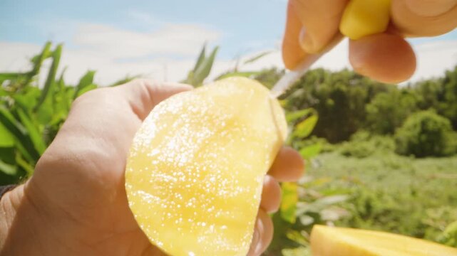 Close up of hands cutting ripe mango and turning the yellow flesh outward into cube shapes under bright sunlight with green plants in background, Fresh Exotic Delight
