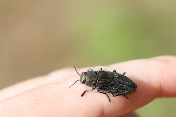 Jewel beetle (Buprestis haemorrhoidalis) on hand