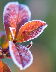 Fototapeta premium Frosty autumn leaves