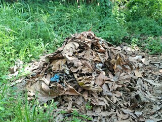 Dried leaf waste before burning