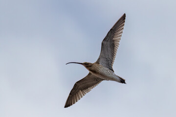 Eurasian Curlew is long-billed migratory bird