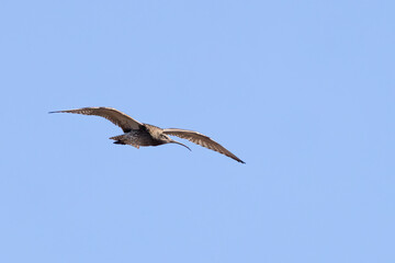Eurasian Curlew is long-billed migratory bird