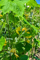 家庭菜園の冬瓜