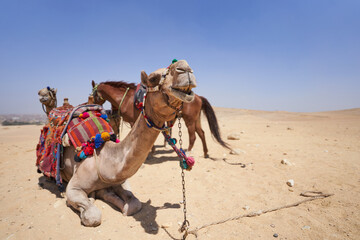 camel and horse in the sahara desert