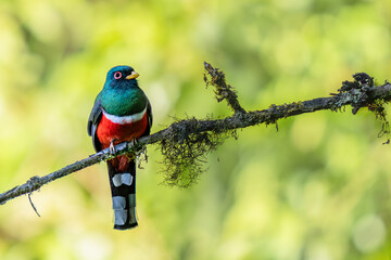 Masked Trogon (Trogon personatus) perched on mossy branch, Manu road, Peru