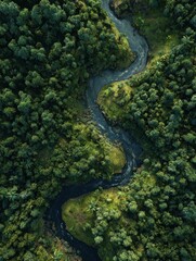 an aerial shot of a winding river cutting through a dense forest demonstrating the vastness and untouched beauty of nature