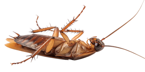 Dead Brown Cockroach on its Back