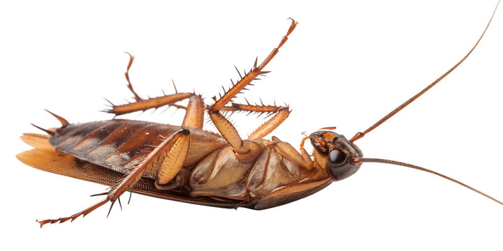 Dead Brown Cockroach on its Back