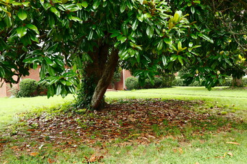 Magnolia Tree Leaves and Trunk © Loraine