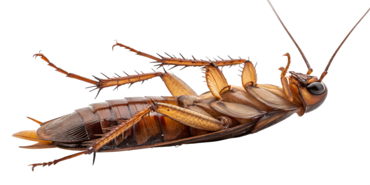 Dead Brown Cockroach on its Back