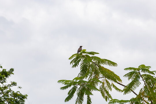 Common myna bird perched on top of green tree branch against cloudy sky in natural outdoor setting - Powered by Adobe
