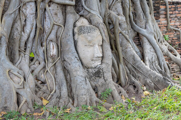 Buddha head entwined in the roots of a banyan tree at Wat Mahathat in Ayutthaya, Thailand