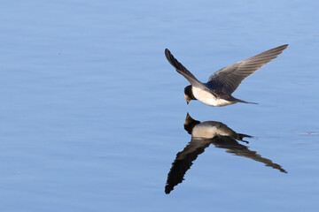 barn swallow