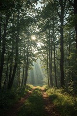 Fototapeta premium Sunlit Forest Path in Morning Fog (AI Generated)