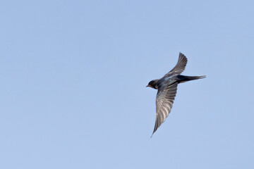 barn swallow