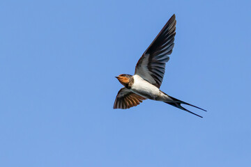 barn swallow