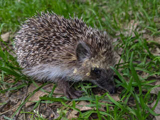 A wild hedgehog walking through dry leaves and grass, captured in natural daylight. Curious and alert.