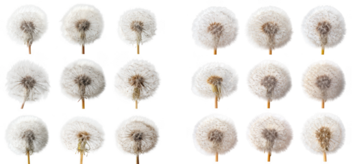 Collection of dandelion seed heads isolated on transparent background