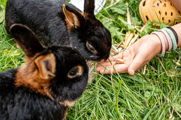 Kind füttert schwarze kleine Hasen, Child feeding little black rabbits © Pascal