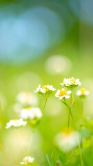 Delicate wildflowers in vibrant colors