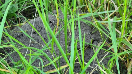 Ant's home: an ant hill in a field