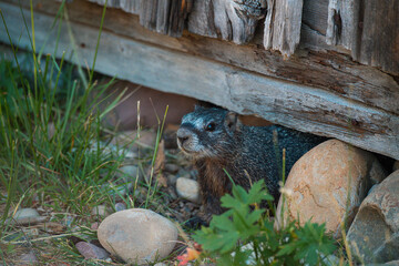 marmots in wyoming