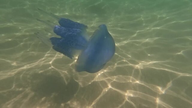 Medusas swims underwater. Beautiful jellyfishes swims submerged
