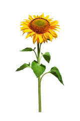 Fototapeta premium A whole sunflower with green leaves and a bright flower isolated on a white background. The bright summer flower is perfect for collages, packaging design and printed products.