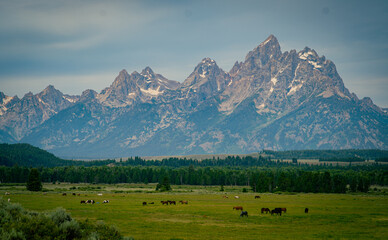 Grand Teton Views