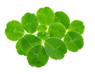 Fresh green leaves clustered together