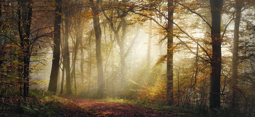Magical nature scenery with beautiful golden mood in a foggy forest in autumn, with the rays of...